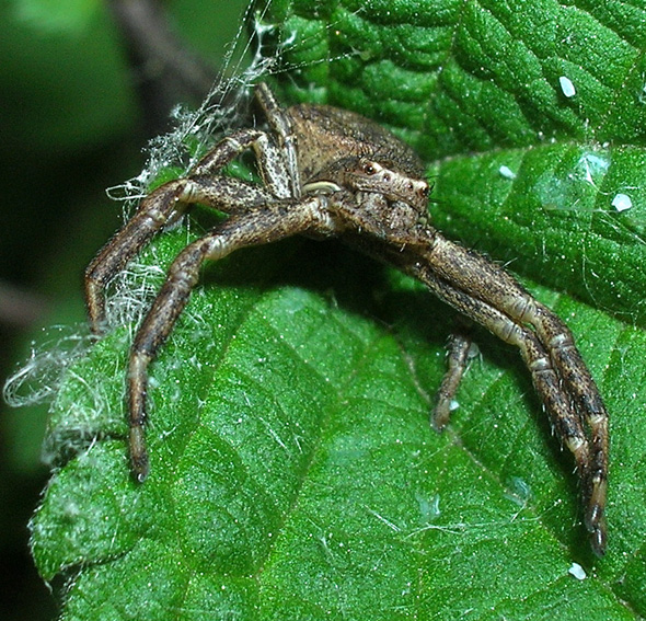 Xysticus sp.